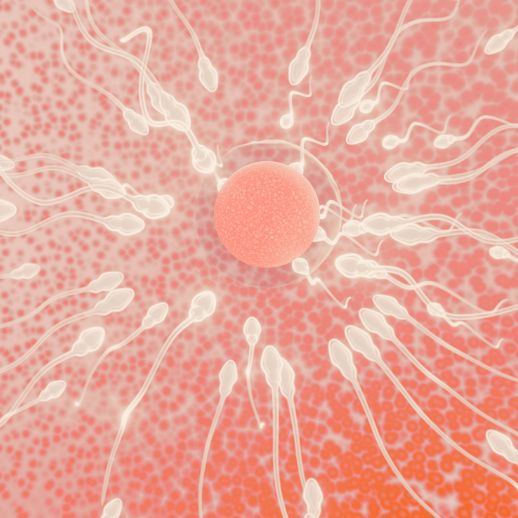 IVF Befruchtung Samen
